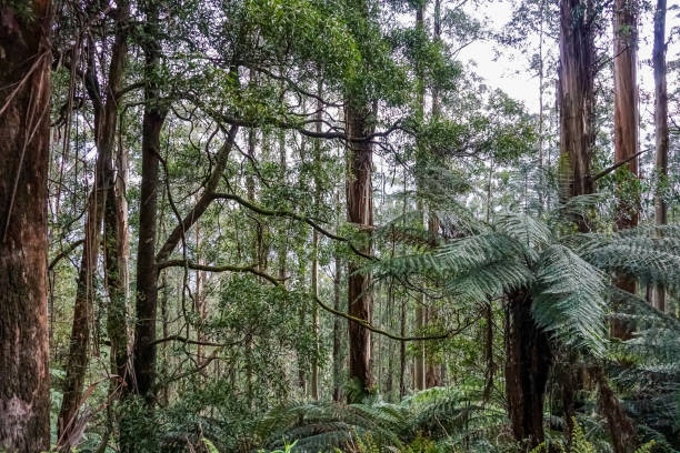 istock A look into the forest in Australia. 1345741341