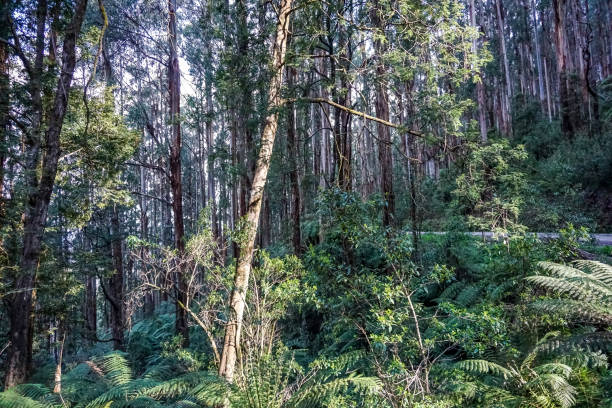 istock A look into the forest in Australia. 1345741360
