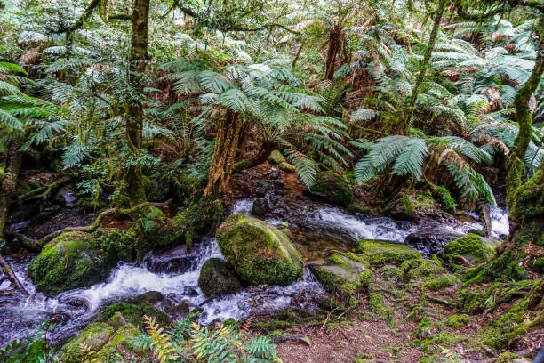 istock A river through the rainforest of Australia. 1345741596