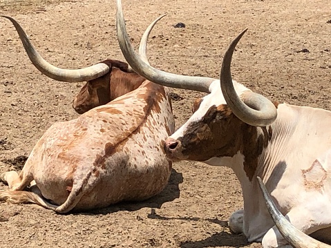 Texas Longhorn cattle resting in pen in Fort Worth, TX