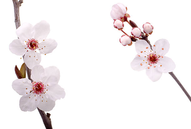 plum tree flowers stock photo