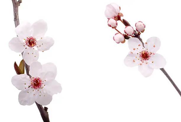 fresh plum tree flowers isolated on white background