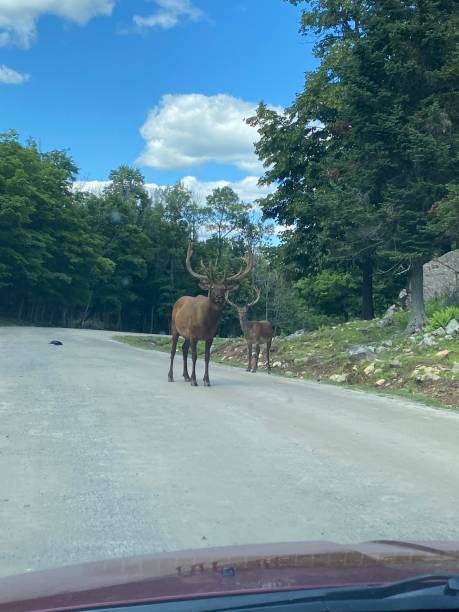 istock Animals from cars 1345745260