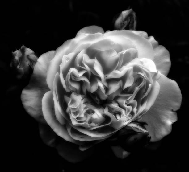 istock a large single rose in shadow surrounded by rosebuds against a black background 1345745339