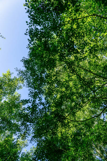 istock Beautiful treetops in Germany in summer. 1345745390