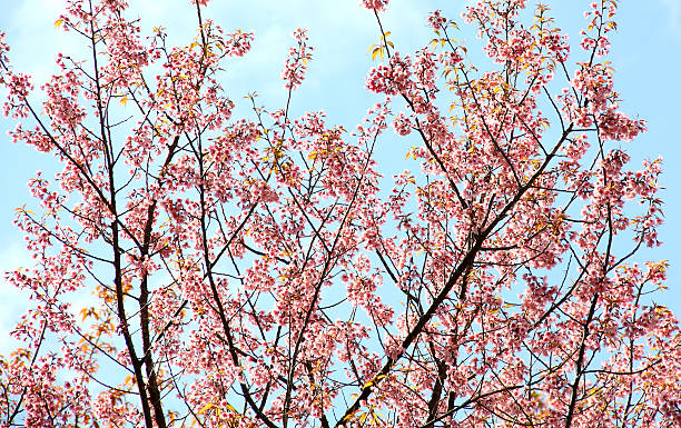 Flores de cerejeiras selvagens - foto de acervo