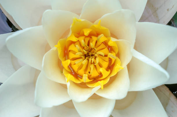 istock Water lily flower with yellow stamens. 1345746976