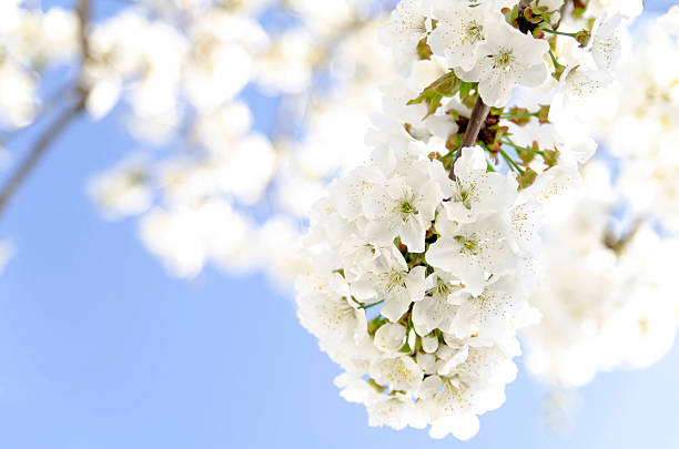 Cherry tree blossom stock photo