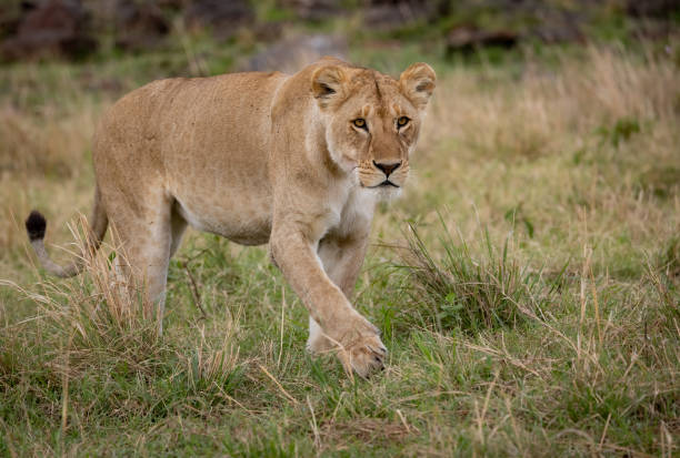 istock A Lioness in the Maasai Mara 1345748397
