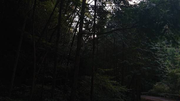 istock photographs in Takihata forest 1345749608