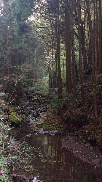 istock photographs in Takihata forest 1345749618