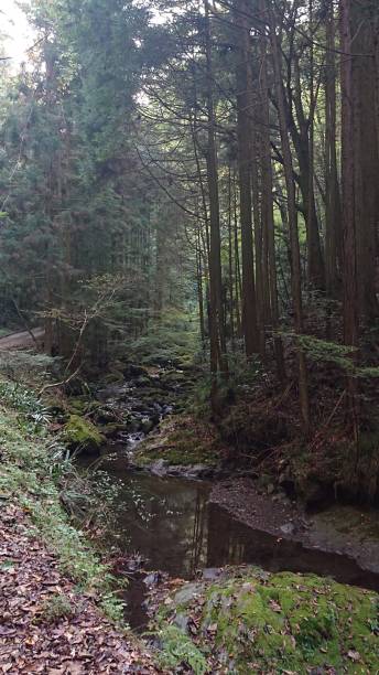 istock photographs in Takihata forest 1345749638