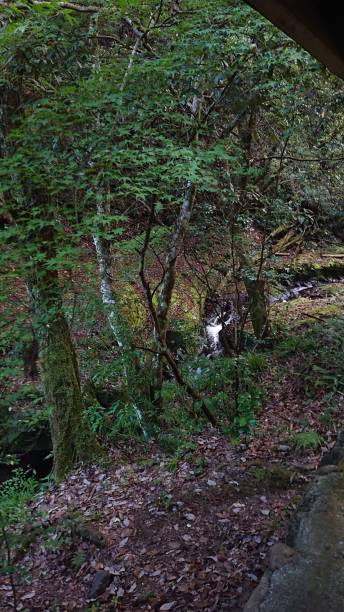 istock photographs in Takihata forest 1345749763
