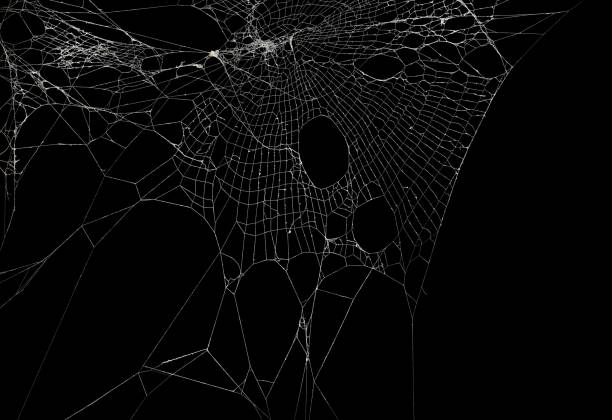 istock Real frost covered spider web isolated on black. For spooky Halloween decoration. 1345749768