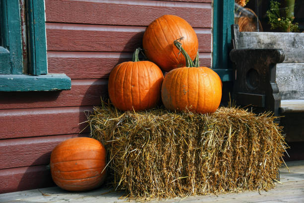 Pumpkins on a hay bale in rustic autumn country setting