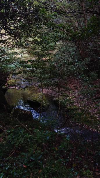 istock photographs in Takihata forest 1345749802