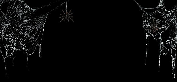 Real creepy spider webs on black banner with tarantulas hanging from the webs
