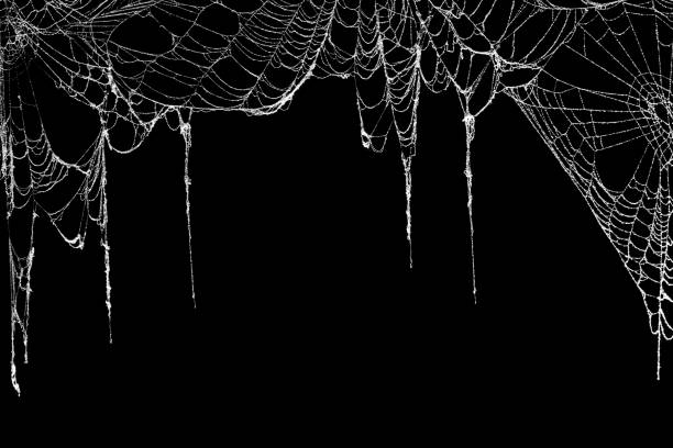 telas de araña espeluznantes reales que cuelgan de una pancarta negra como borde superior - telaraña fotografías e imágenes de stock