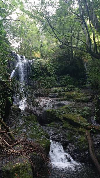 istock photographs in Takihata forest 1345749949