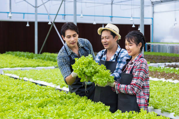 agricultores locales asiáticos que cultivan su propia ensalada de lechuga de roble verde dentro del invernadero utilizando el sistema de agua hidropónico en un enfoque orgánico para empresas familiares - leaf vegetable salad child spring fotografías e imágenes de stock