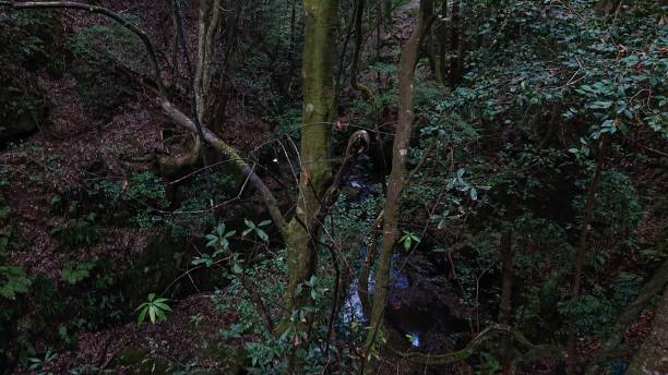 istock photographs in Takihata forest 1345751269
