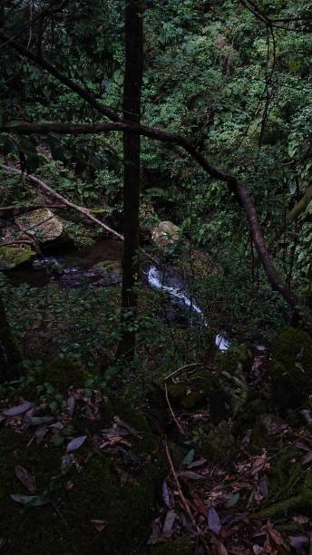 istock photographs in Takihata forest 1345752016