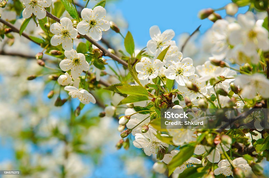 Blühende branch - Lizenzfrei Ast - Pflanzenbestandteil Stock-Foto