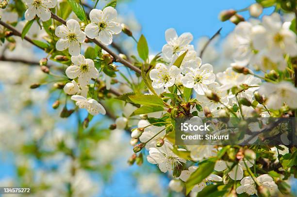 Blühende Branch Stockfoto und mehr Bilder von Ast - Pflanzenbestandteil - Ast - Pflanzenbestandteil, Baum, Baumblüte