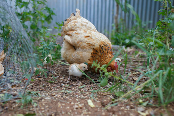istock baby chicks with mother hen in the backyard 1345752734