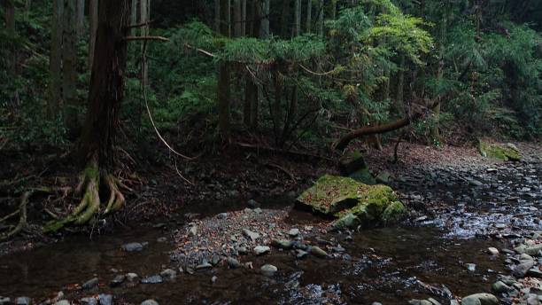 istock photographs in Takihata forest 1345753522