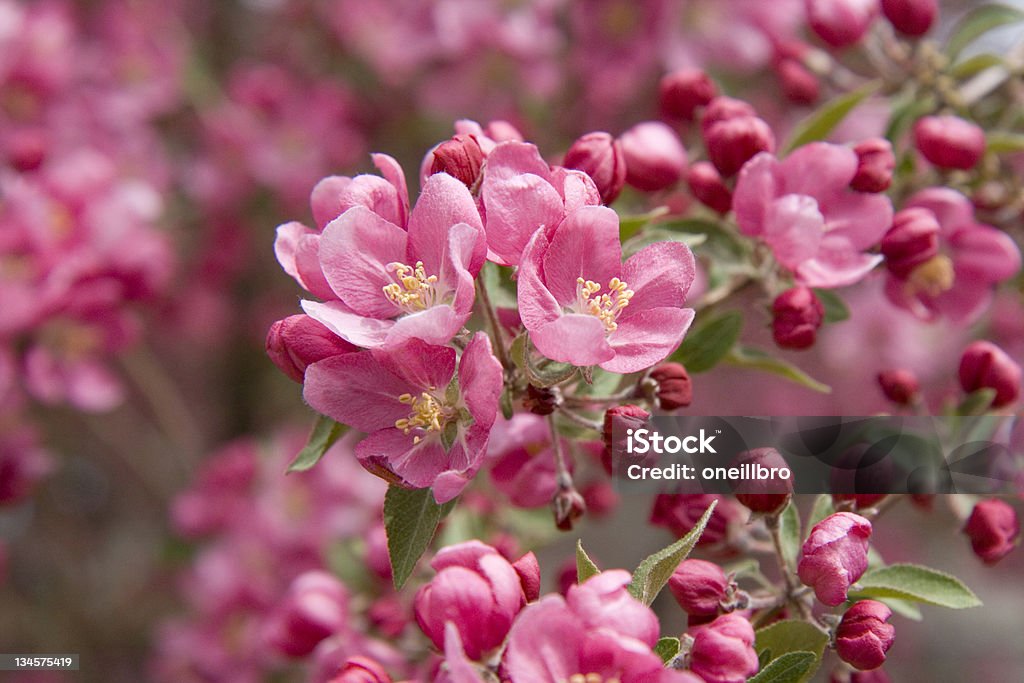 Manzano silvestre Bloom - Foto de stock de Manzana silvestre libre de derechos