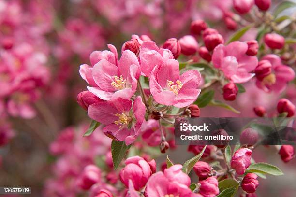 Manzano Silvestre Bloom Foto de stock y más banco de imágenes de Manzana silvestre - Manzana silvestre, Flor, Florecer