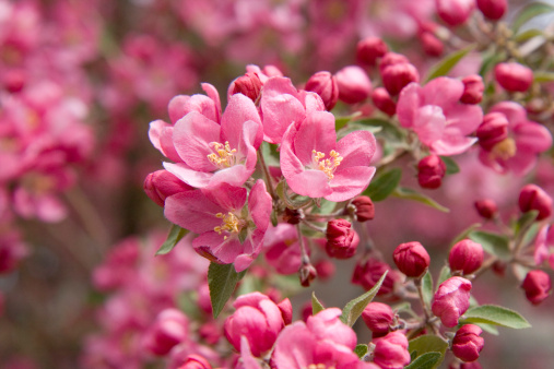 Close up of the pink flowers on a Crab Apple tree bloom