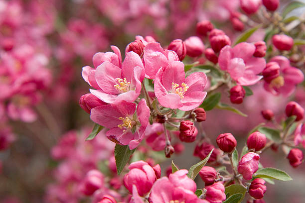 Crab Apple Tree Bloom Close up of the pink flowers on a Crab Apple tree bloom crabapple blossoms stock pictures, royalty-free photos & images