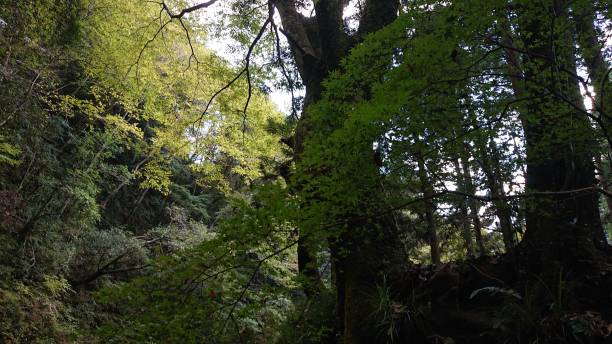 istock photographs in Takihata forest 1345754381
