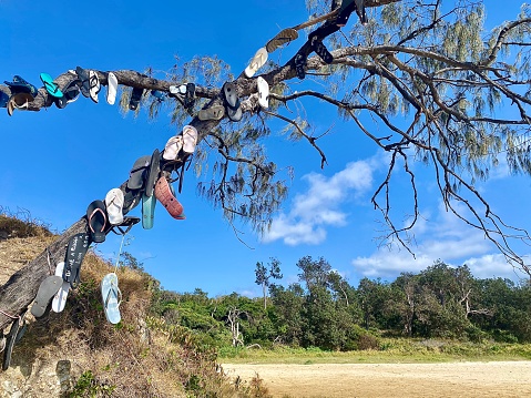 Australian art tradition of flip flop thong footwear hung on a tree at the beach at Emerald Beach near Coffs Harbour Australia