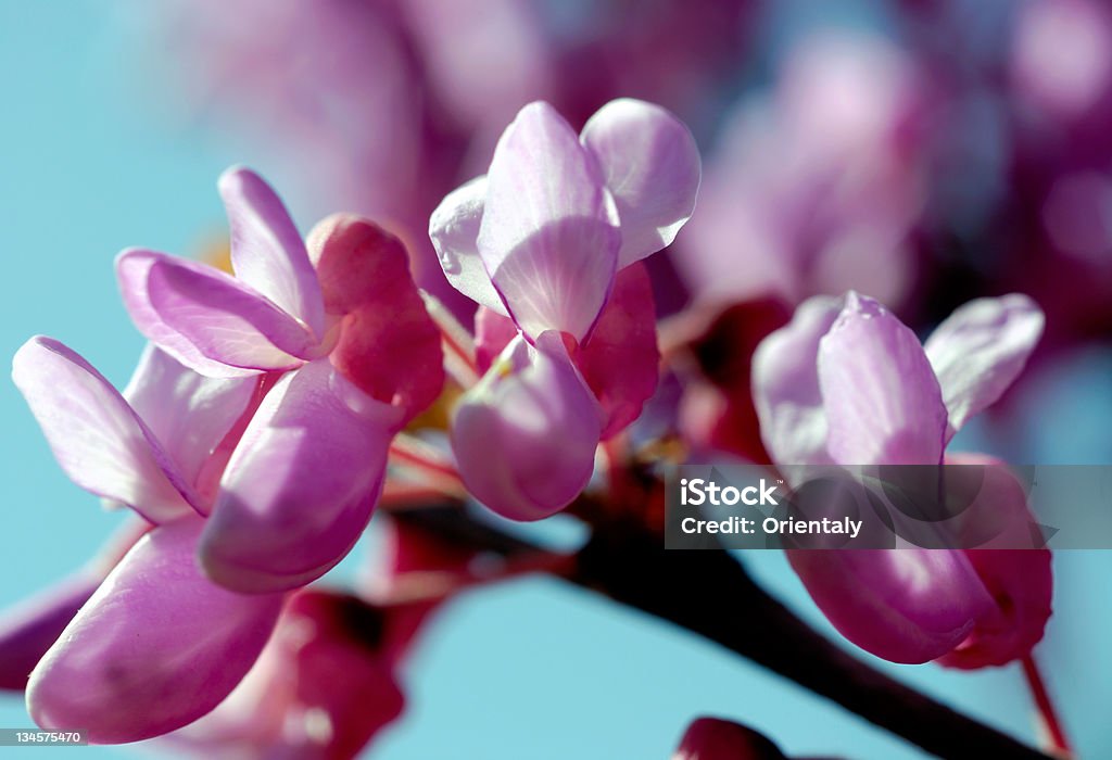 Arbre en fleurs - Photo de Affectueux libre de droits