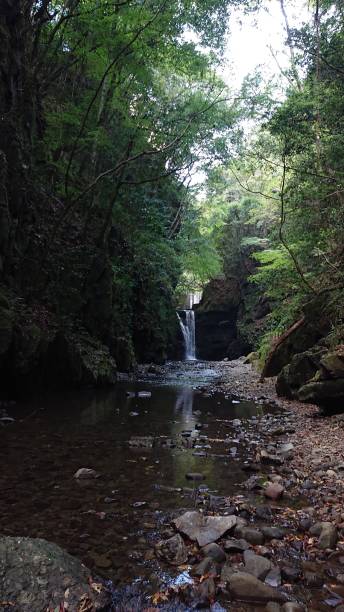 istock photographs in Takihata forest 1345755138