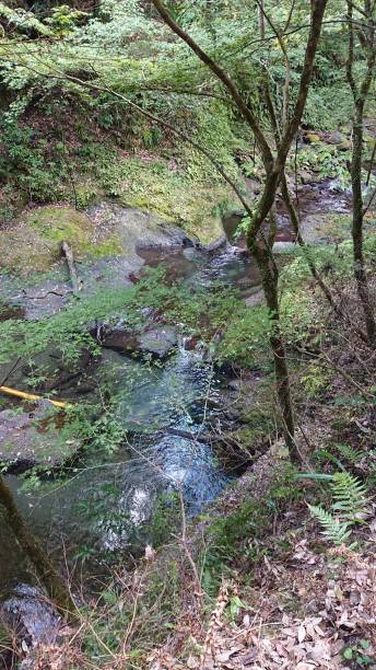 istock photographs in Takihata forest 1345755164