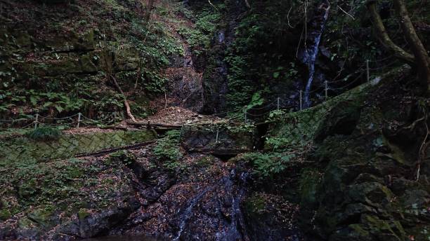 istock photographs in Takihata forest 1345755173