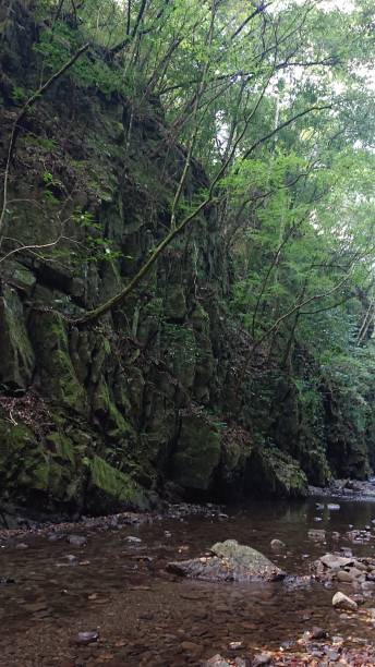 istock photographs in Takihata forest 1345755187