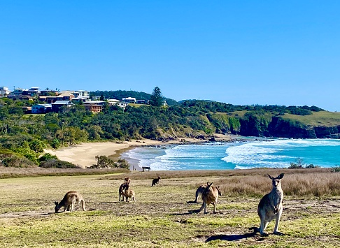 Horizontal seascape of wild kangaroos sitting on cliff above blue ocean waves with residential houses on horizon at Emerald Beach ‘Look at Me’ headland walk near Coffs Harbour NSW Australia