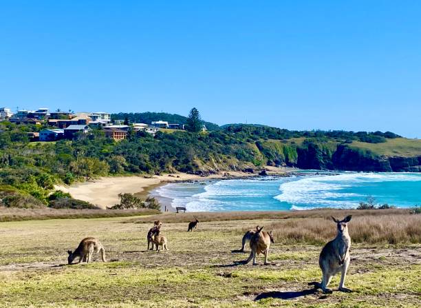 Wild Kangaroos on Seaside Headland stock photo