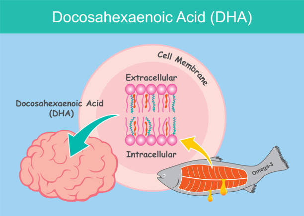 illustrations, cliparts, dessins animés et icônes de acide docosahexaénoïque (dha). illustration montrant les avantages de l’acide dha pour les cellules cérébrales d’un enfant - animal retina