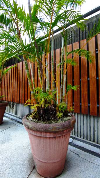 istock Small palm tree planted in flowerpot 1345755275