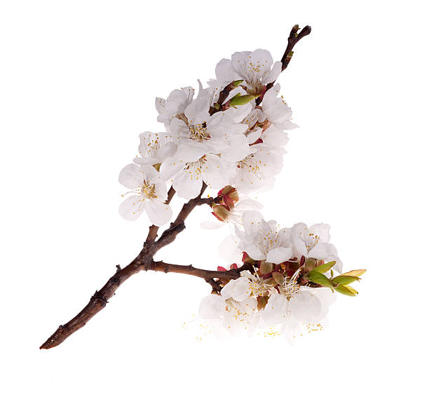 istock isolated sakura flowers branch 134575544