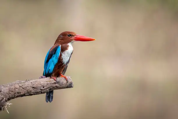 Photo of Image of White-throated Kingfisher(Halcyon smyrnesis) on branch on nature background. Bird. Animals.