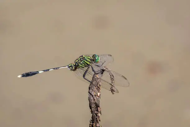 Image of green skimmer dragonfly(Orthetrum sabina) on dry branches on nature background. Insect. Animal.