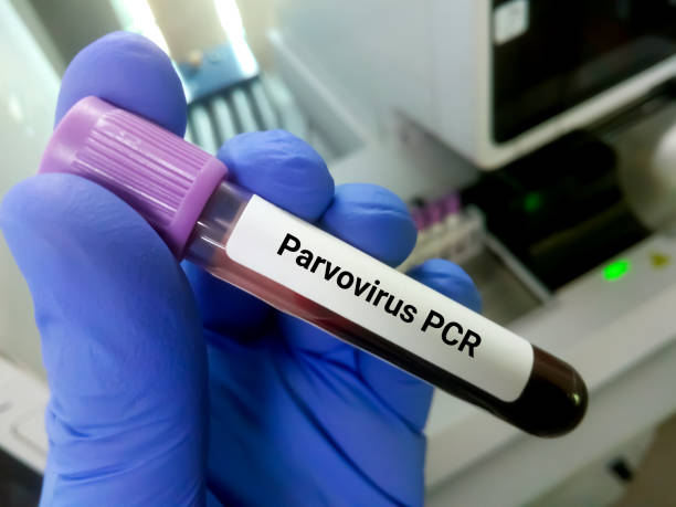 Blood sample for Parvovirus PCR test stock photo