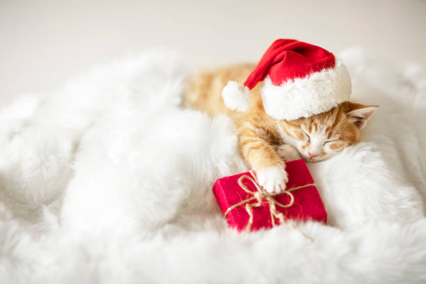 istock red kitten in Santa Claus hat sleeping with a gift 1345759596